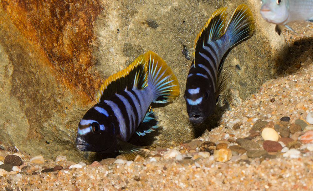 Labidochromis mbamba bay MG 2308