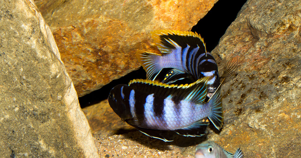 Labidochromis mbamba bay MG 2319