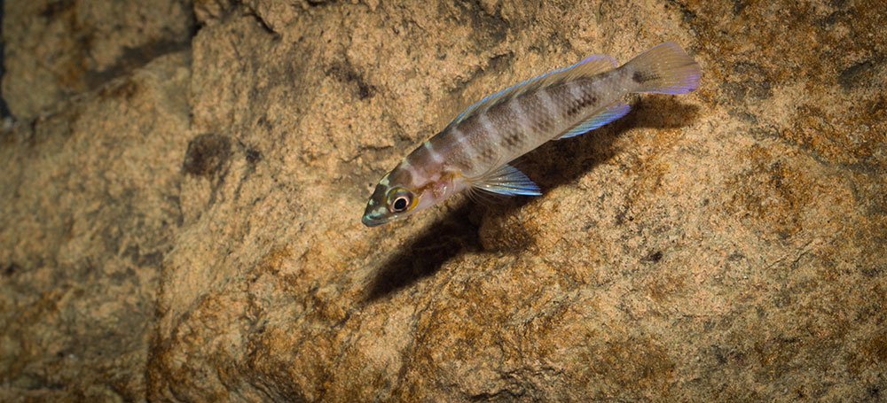 Neolamprologus cylindricus MG 1905