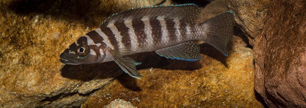 Neolamprologus cylindricus MG 9821
