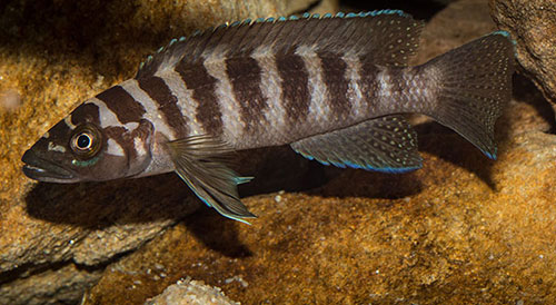 Neolamprologus cylindricus Mann MG 9821