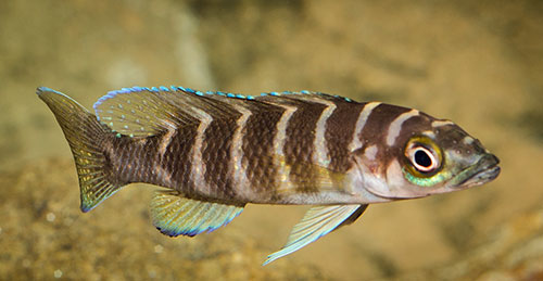 Neolamprologus cylindricus Weibchen MG 1240