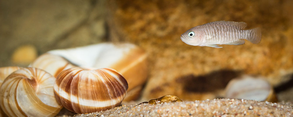 Neolamprologus multifasciatus MG 9090