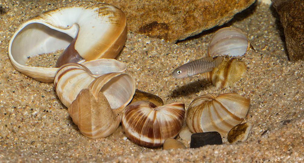 Neolamprologus multifasciatus MG 9136