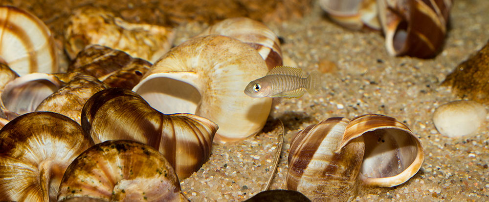 Neolamprologus multifasciatus MG 9137