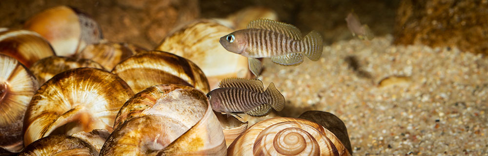 Neolamprologus multifasciatus MG 9655