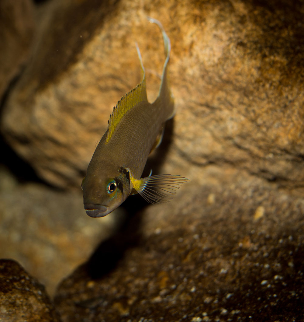 Neolamprologus pulcher Daffodil MG 0404