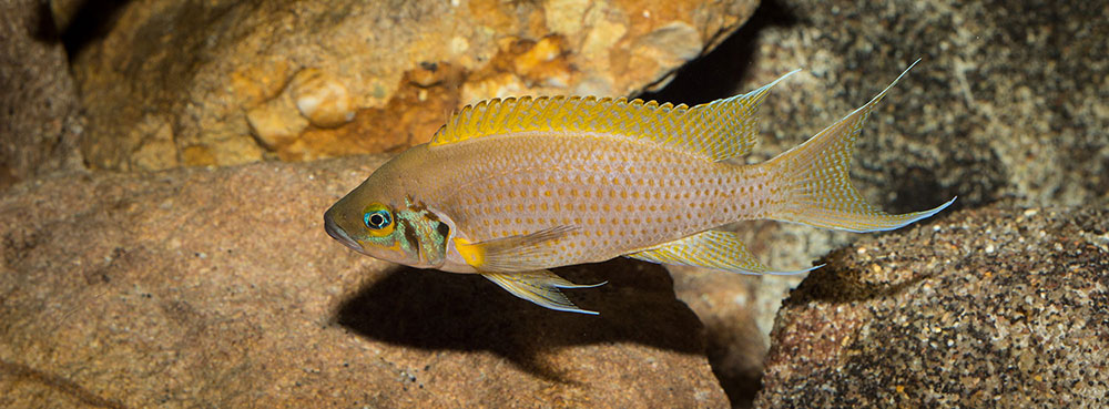 Neolamprologus pulcher Daffodil MG 8290