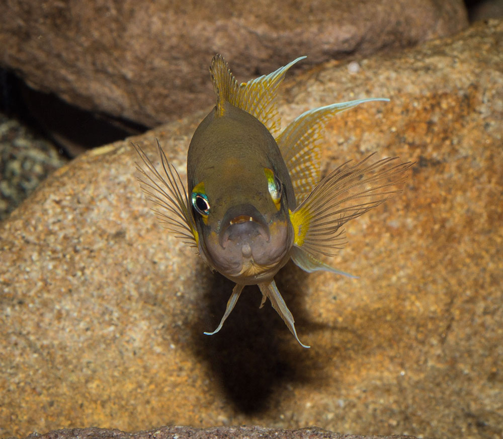 Neolamprologus pulcher Daffodil MG 8307