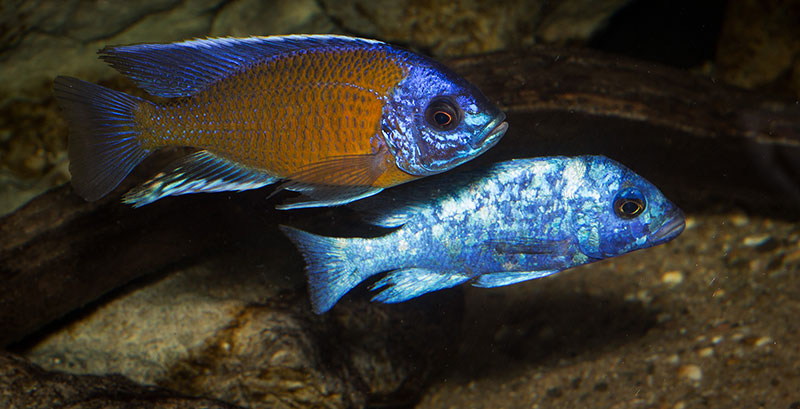 Copadichromis borleyi Kadango MG 1474