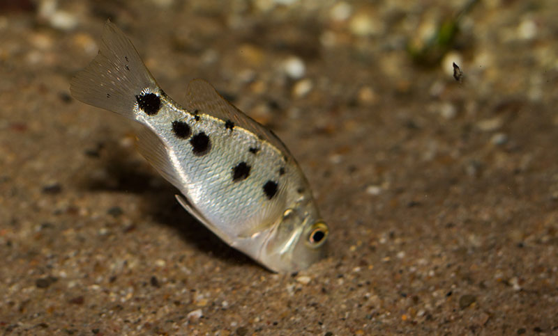 Fossorochromis rostratus MG 8736