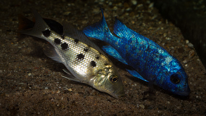Fossorochromis rostratus MG 0788