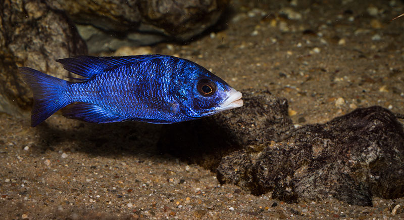 Placidochromi phenochilus Mdoka MG 1385