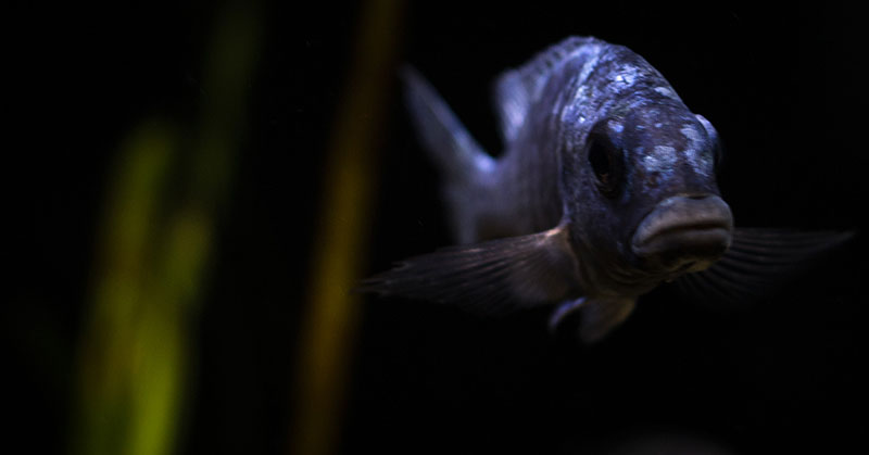 Placidochromis Tanzania MG 6283