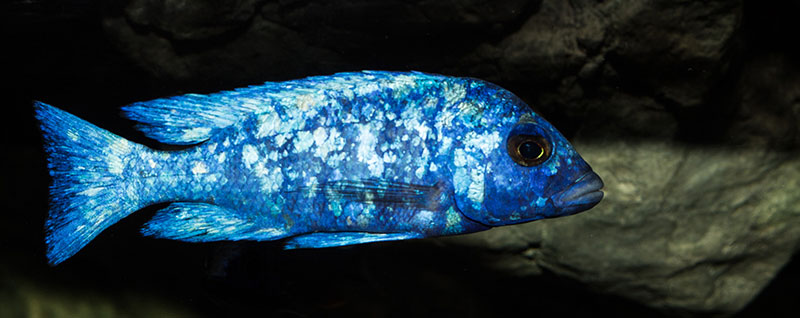 Placidochromis phenochilus Tanzania MG 7211