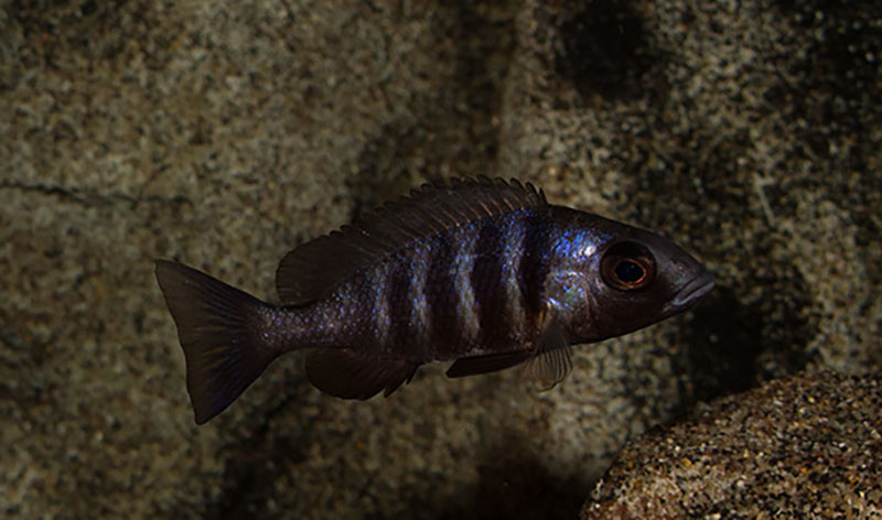 Placidochromis phenochilus Tanzania MG 5616 weib