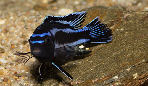 Melanochromis johannii 500 MG 5577