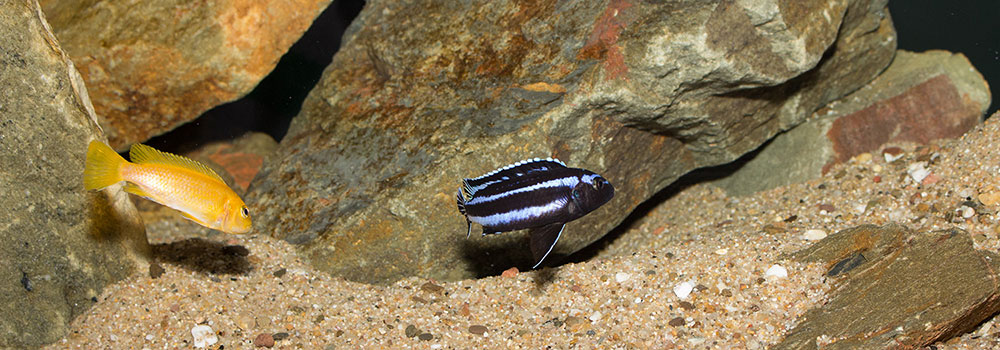Melanochromis johannii MG 5580