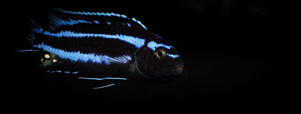 Melanochromis johannii MG 7224