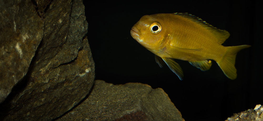 Pseudotropheus johannii MG 0452