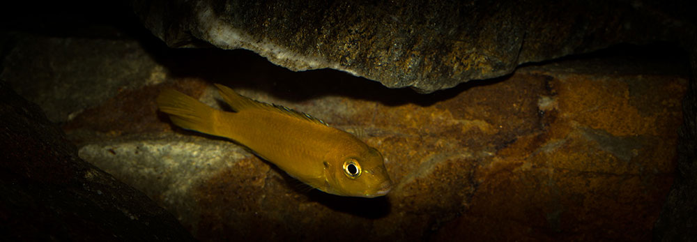 Pseudotropheus johannii MG 0453