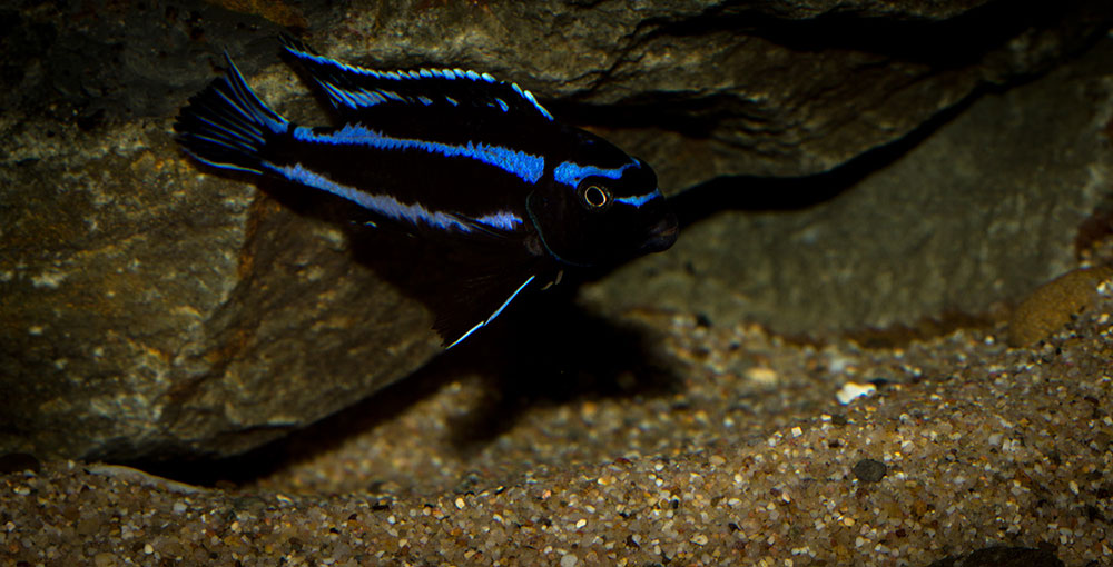 Pseudotropheus johannii MG 0467