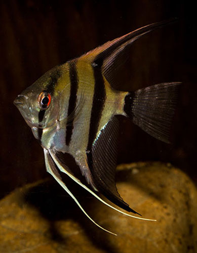 Pterophyllum scalare 500 MG 7727