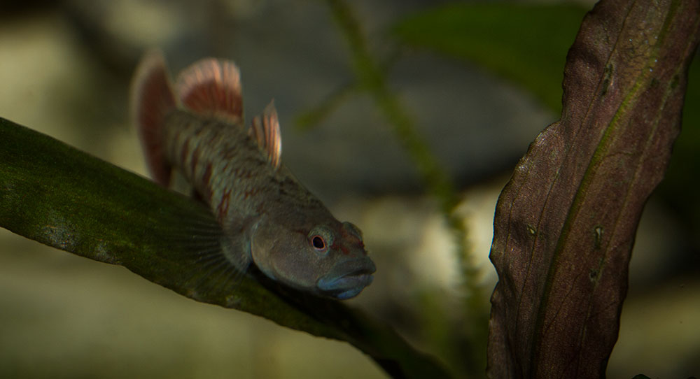 Rhinogobius zhoui MG 1860