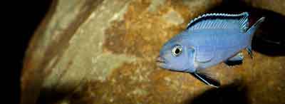 Pseudotropheus socolofi kle