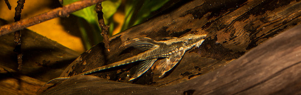 Sturisoma festivum MG 7735