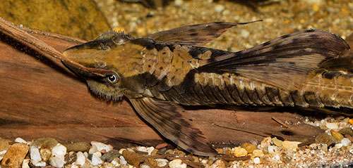 Sturisoma festivum 500 MG 0823