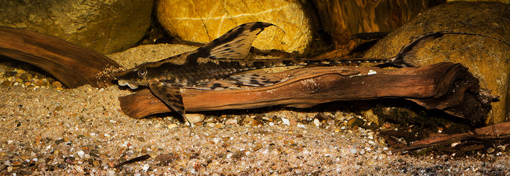 Sturisoma festivum MG 1750