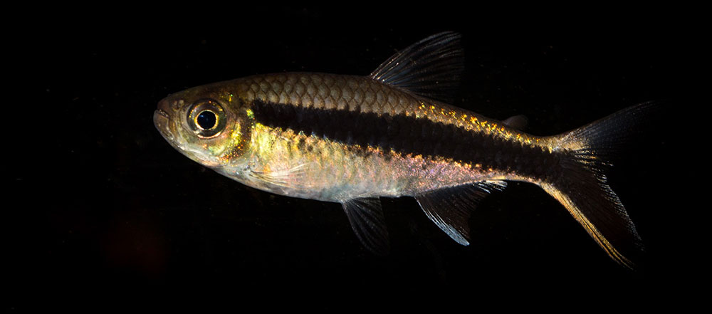 Thayeria boehlkei MG 8036